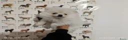 Pomerania perros en venta: Pomerania de Lulú - Anuncio 1