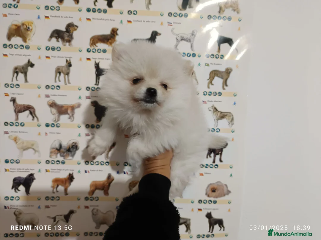 Pomerania perros en venta: Pomerania de Lulú - Anuncio 1