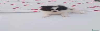 Pomerania 1