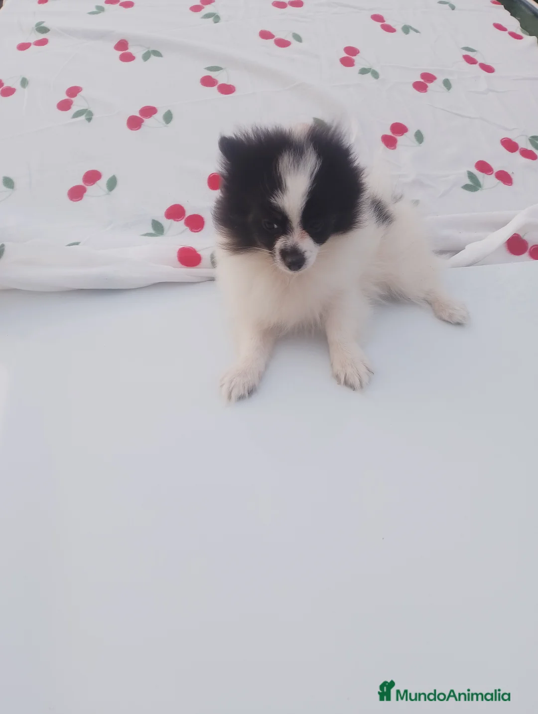 Pomerania perros en venta: Dos pomerania hembras - Anuncio 8