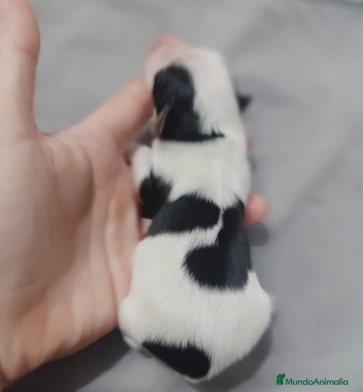 Biewer Yorkshire Terrier a la Pom Pon perros Yorkshire biewer toy - Anuncio 2