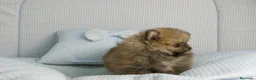 Pomerania perros en venta: CACHORROS DE POMERANIA  - Anuncio 2