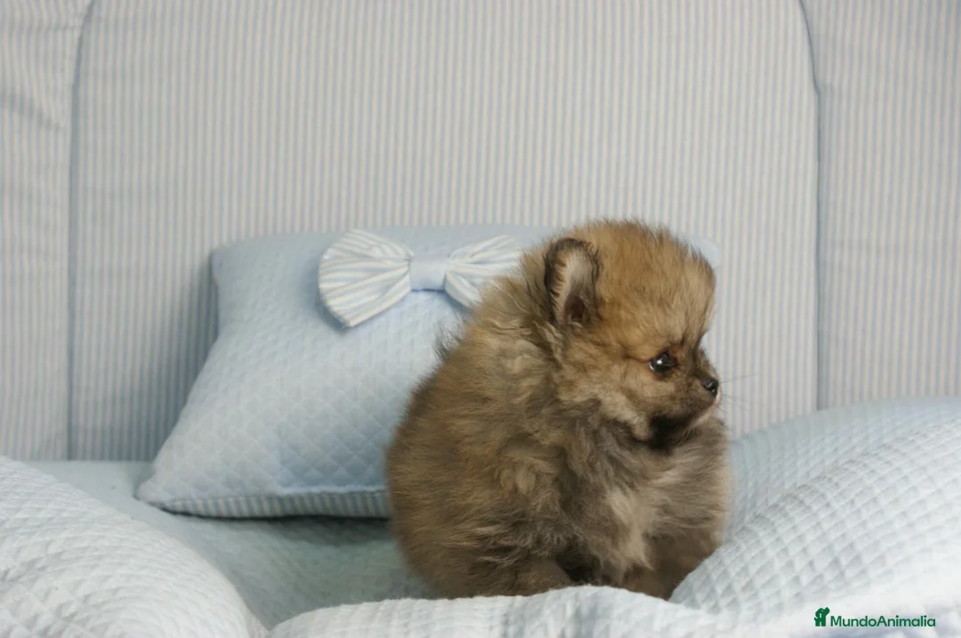 Pomerania perros en venta: CACHORROS DE POMERANIA  - Anuncio 2