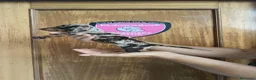 Teckel Miniatura perros en venta: Teckel miniatura  - Anuncio 3