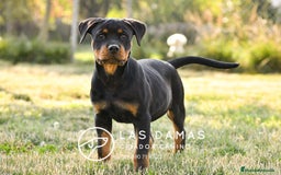 Rottweiler perros en venta: Un rottweiler no se compra… se siente en Burgos - Imagen 6