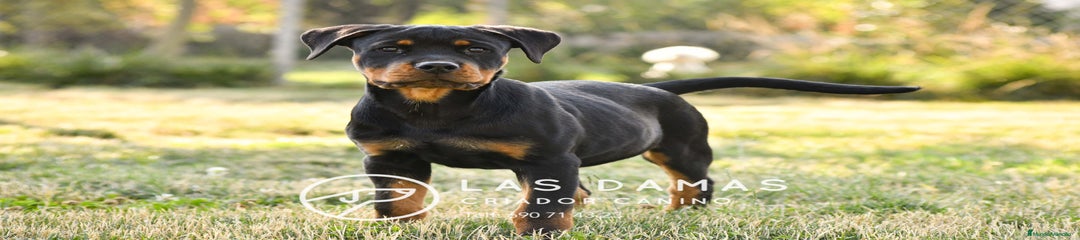 Rottweiler Macho 1