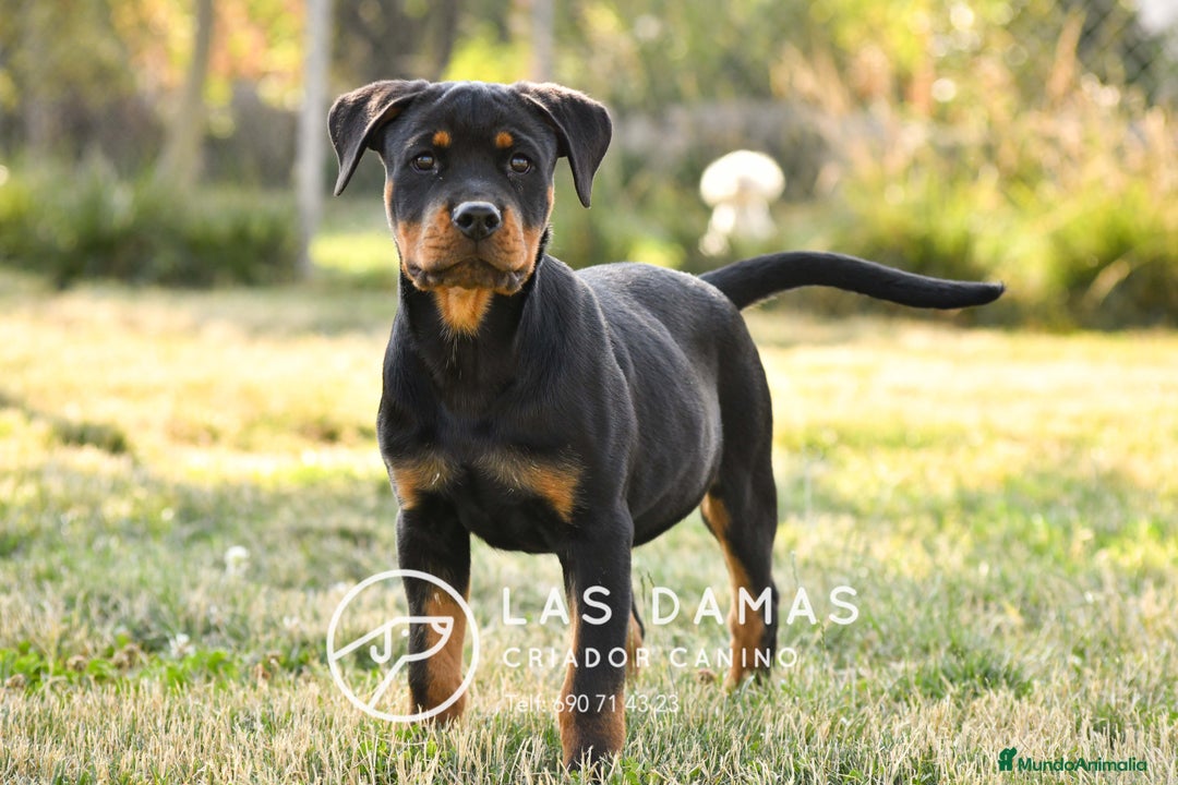 Rottweiler perros en venta: Un rottweiler no se compra… se siente en Burgos - Imagen 6