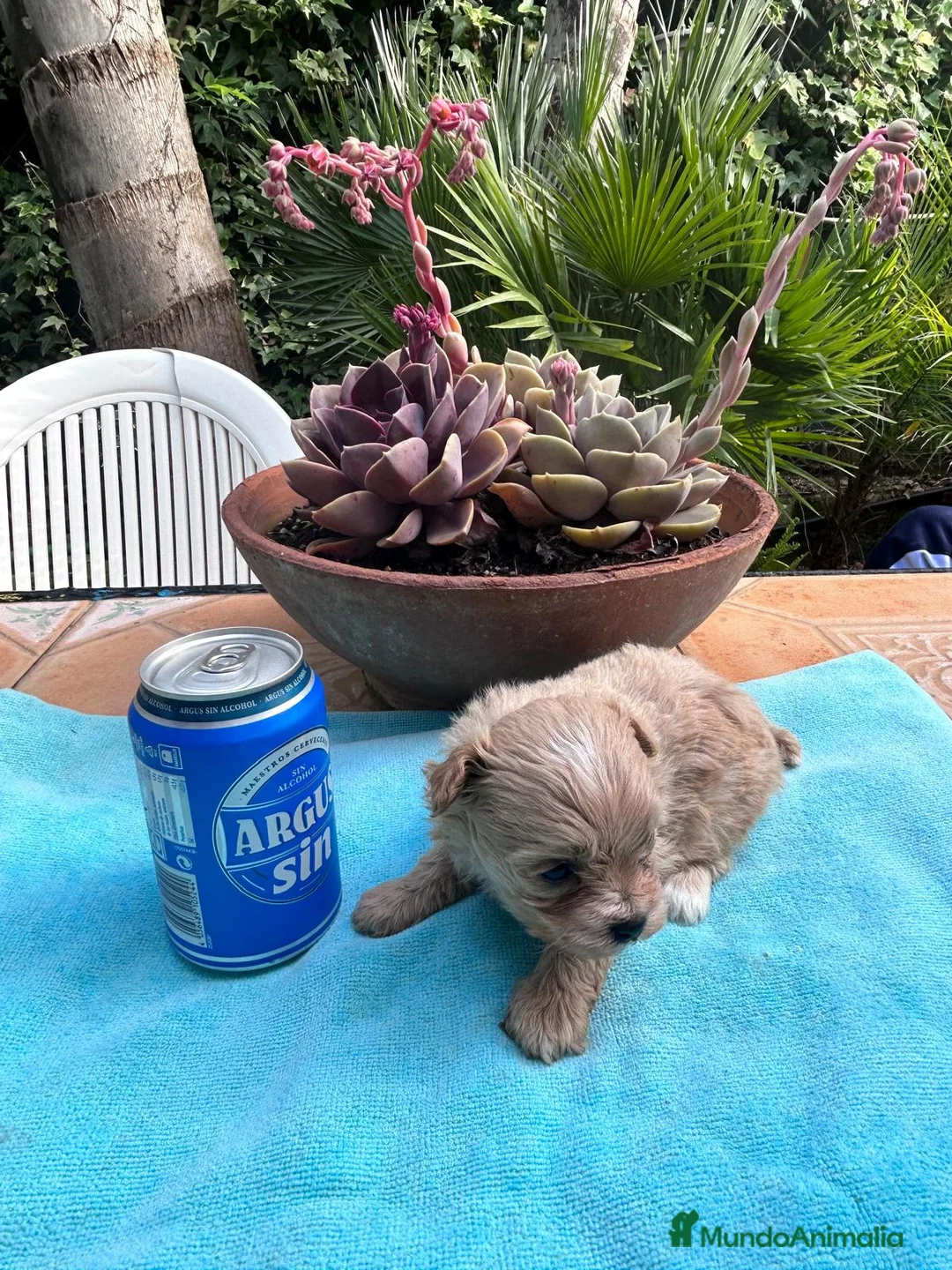 Maltipoo perros en venta: Camada cachorros raza Maltipoo en Granada - Anuncio 13