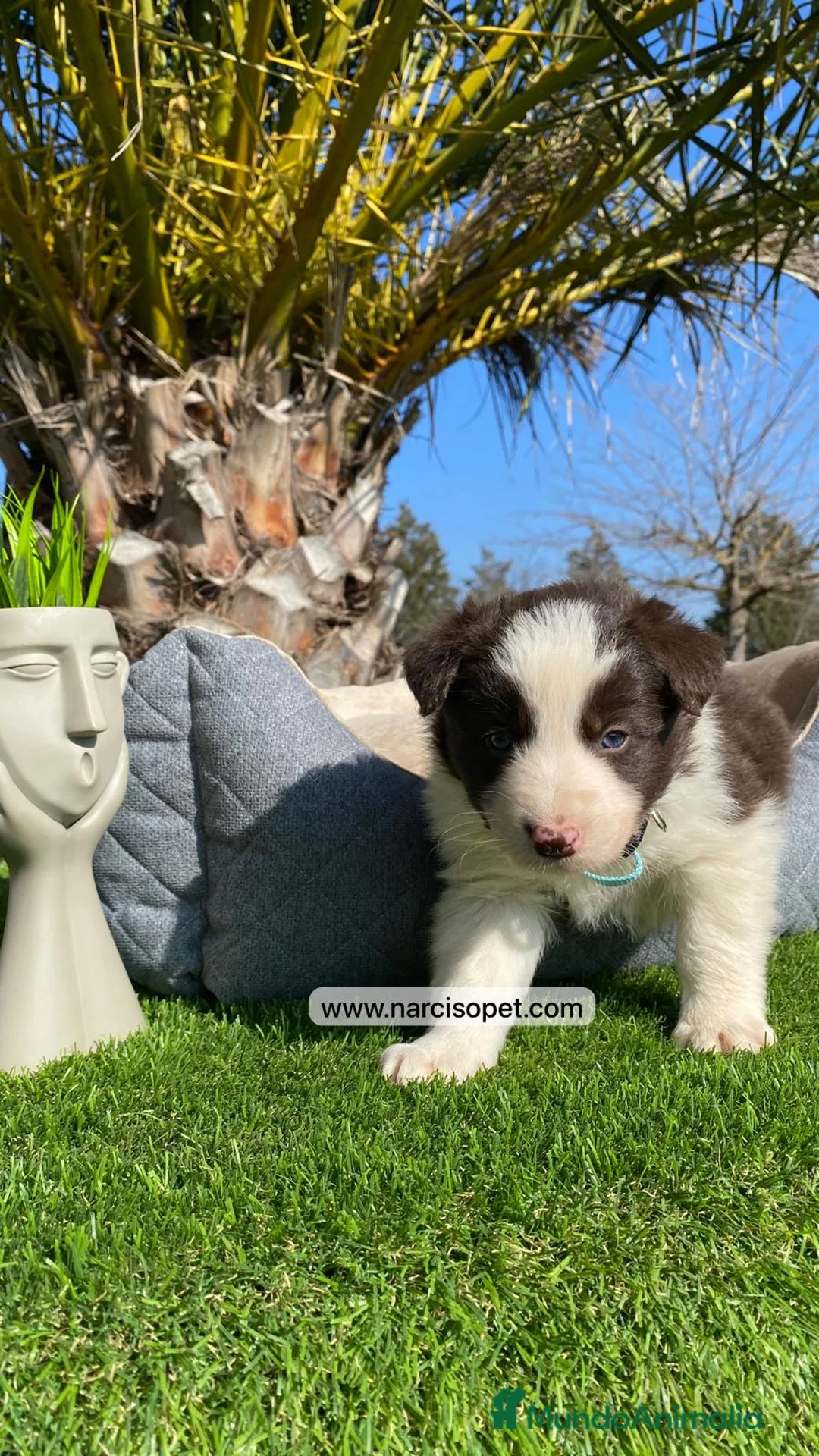 Border Collie perros en venta: BORDER COLLIE CHOCOLATE CACHORROS - Anuncio 3