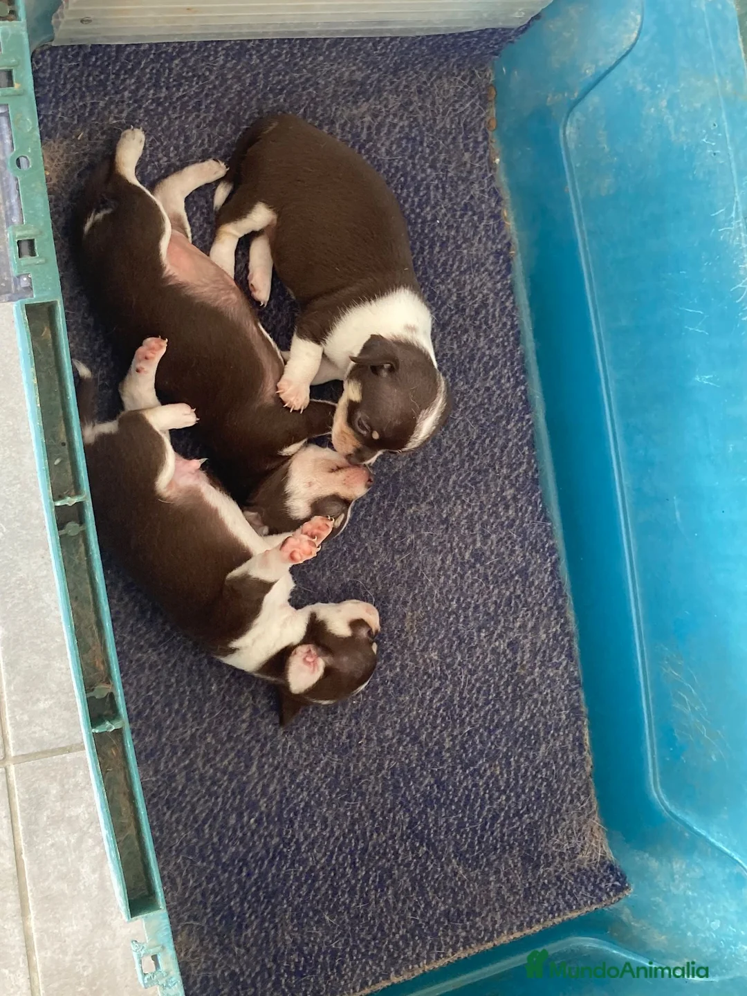 Chihuahua perros en venta: Chihuahuas lilac y más  - Anuncio 1