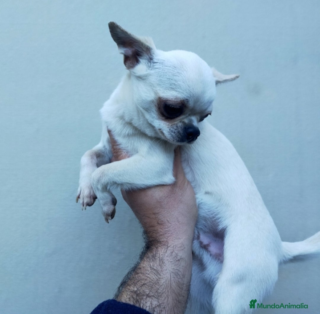 Chihuahua perros en venta: Chihuahua cabeza manzana  - Imagen 5