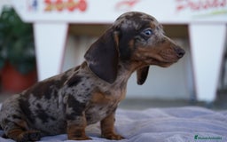 Teckel Miniatura perros en venta: 🐾 Curry – Teckel miniatura Merlé chocolate 🍫 - Imagen 4