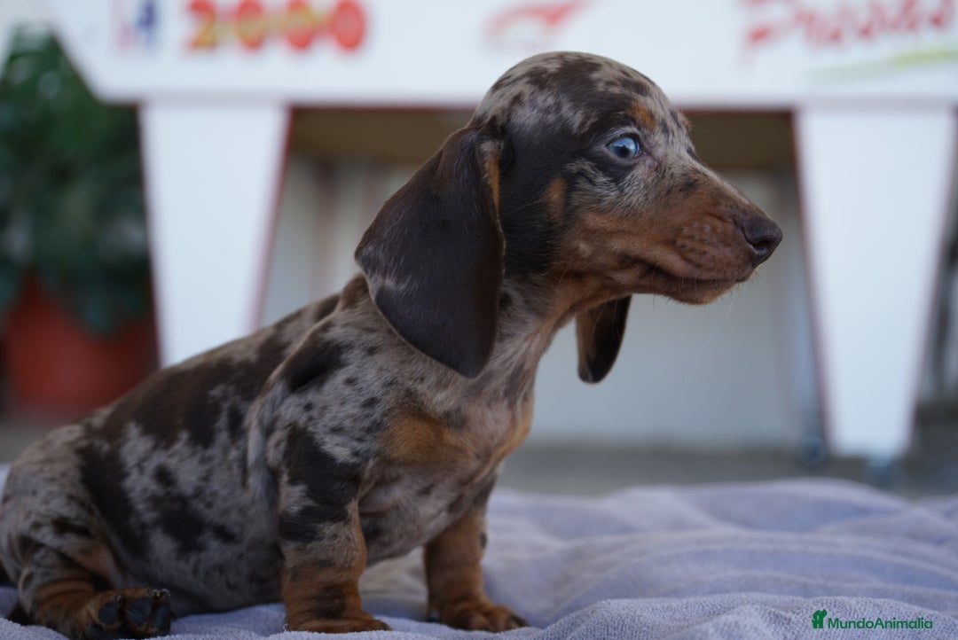 Teckel Miniatura perros en venta: 🐾 Curry – Teckel miniatura Merlé chocolate 🍫 - Imagen 4