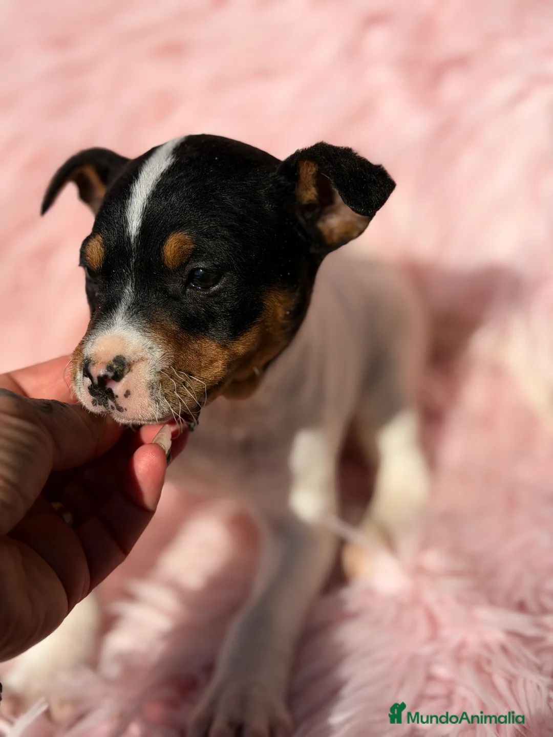 Ratonero Bodeguero Andaluz perros en venta: Bodeguero andaluz hembra  - Anuncio 2