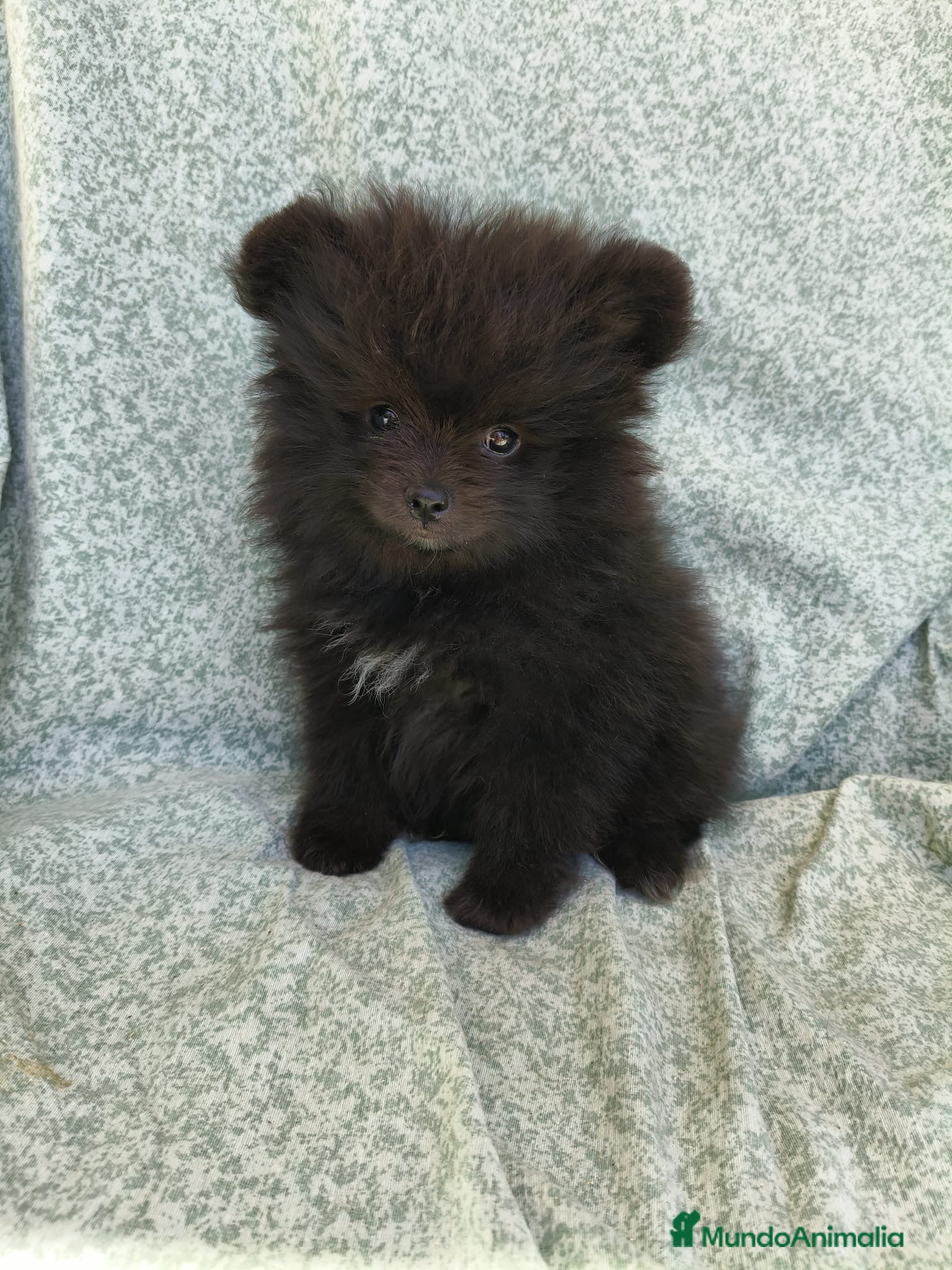 Pomerania perros Cachorritos Pomerania - Anuncio 20
