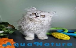 Persa gatos en venta: Persa Macho Virgi 7733 AQUANATURA - Imagen 4