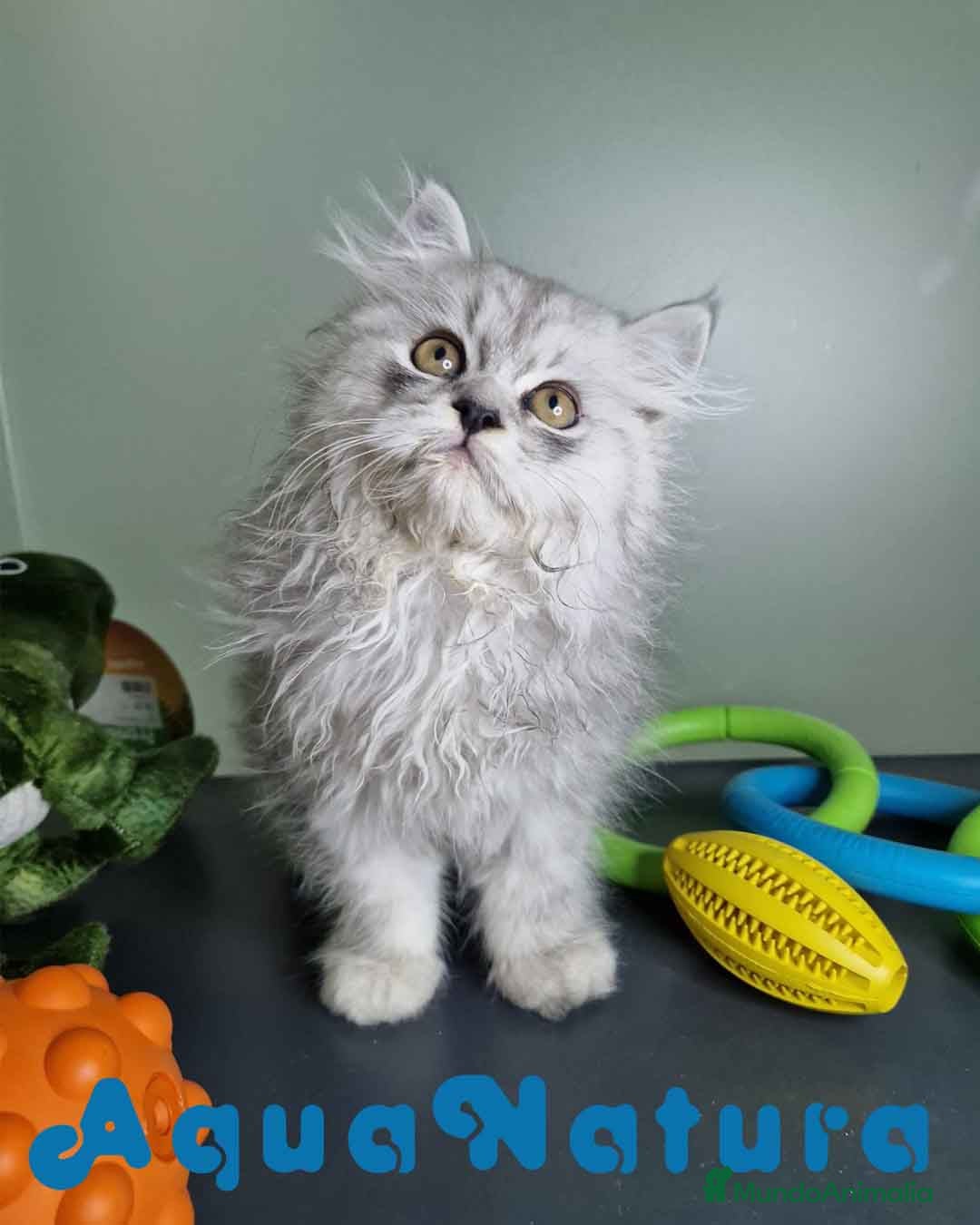 Persa gatos en venta: Persa Macho Virgi 7733 AQUANATURA - Imagen 4