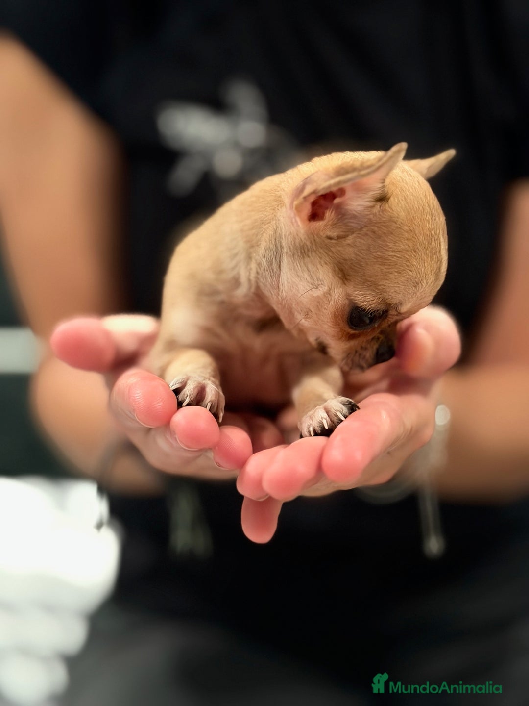 Chihuahua perros en venta: Chihuahua microtoy  - Imagen 4