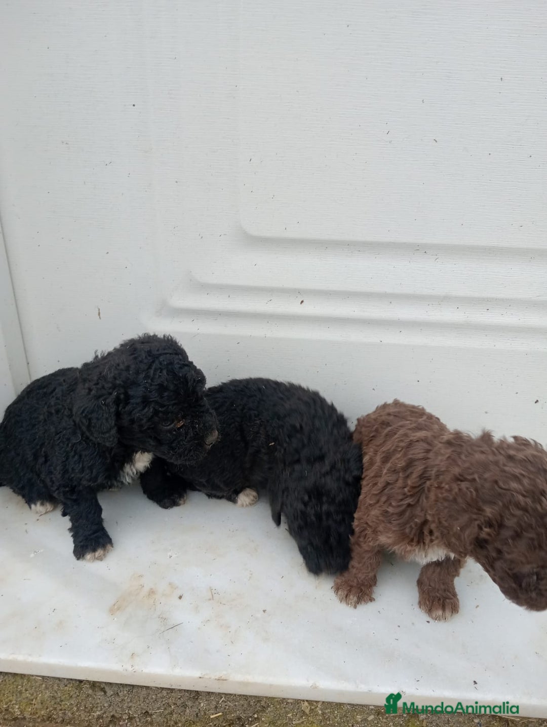 Perro de Agua Español perros en venta: Perro de agua  - Anuncio 9