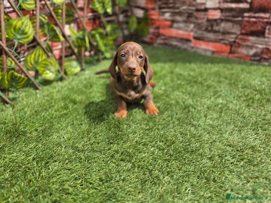 Teckel Miniatura perros en venta: TECKEL MINI CHOCOLATE - Anuncio 1