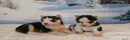 Husky Siberiano perros en venta: Husky Siberiano  - Anuncio 3