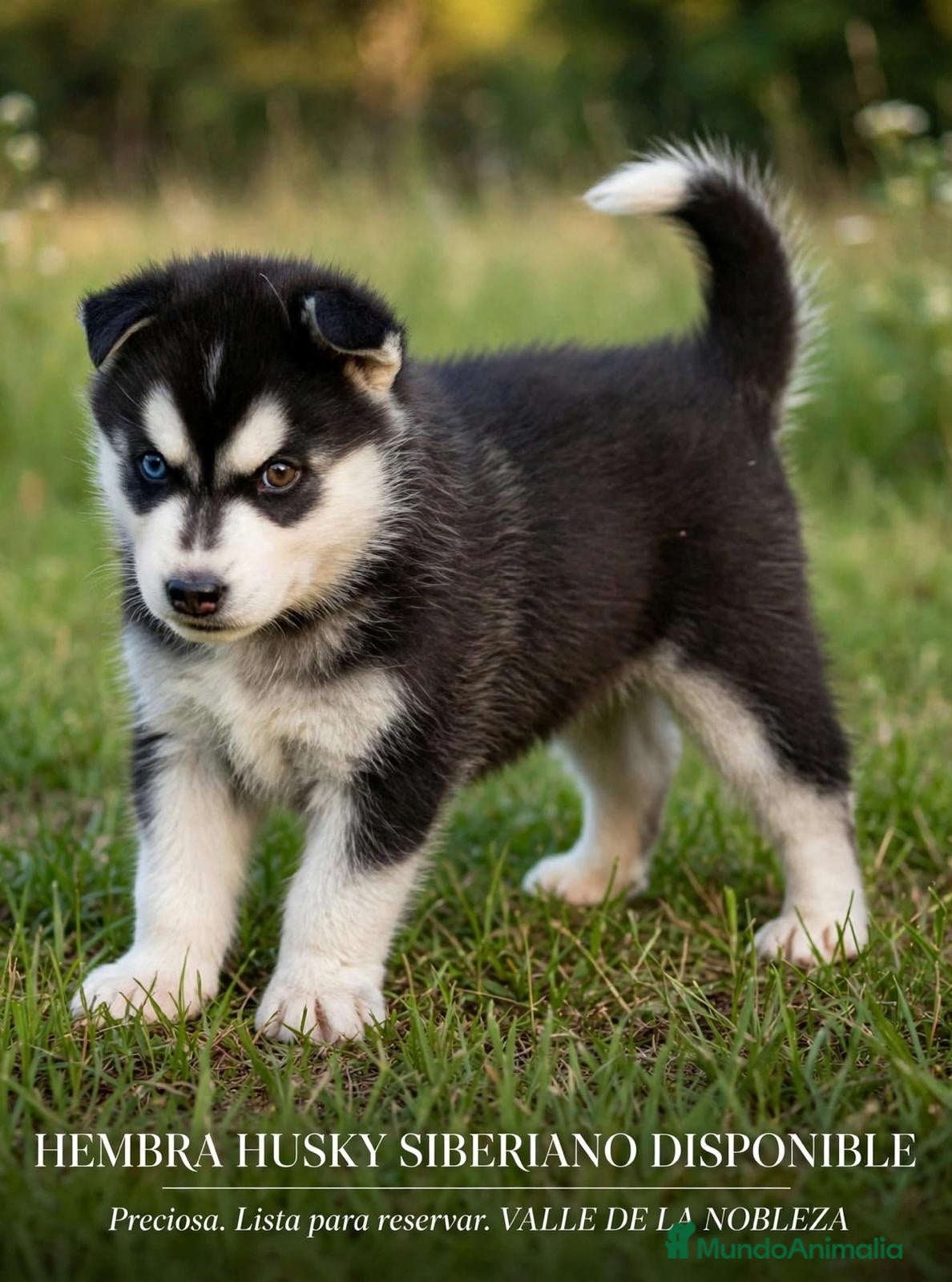 Husky Siberiano perros Husky Siberiano  - Anuncio 1