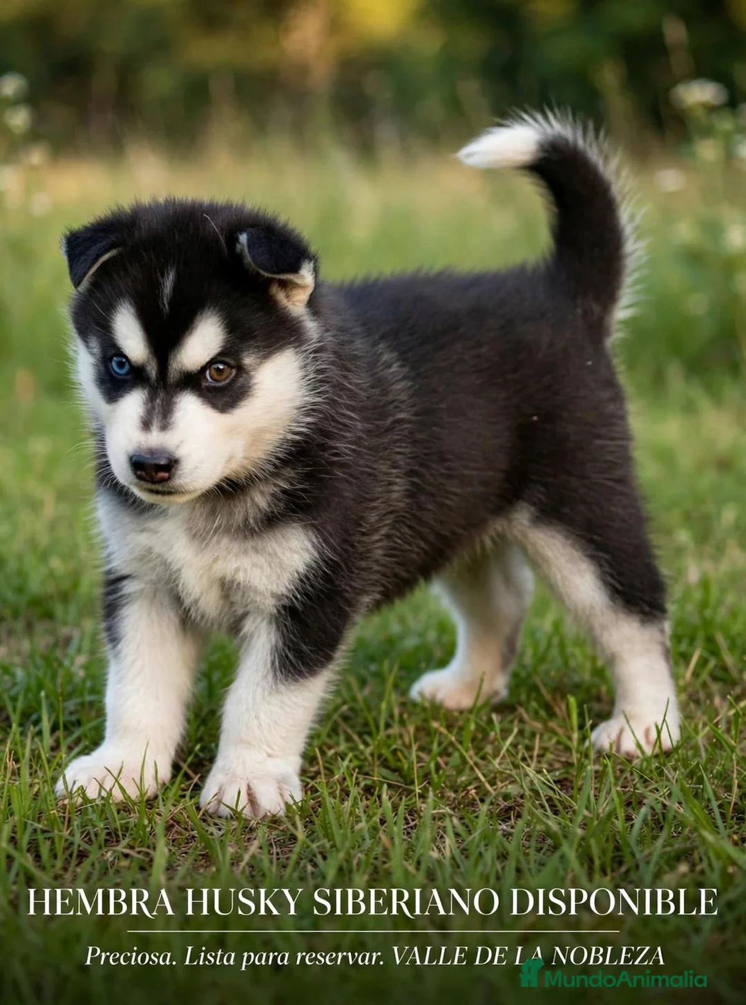 Husky Siberiano perros en venta: Husky Siberiano  - Anuncio 1