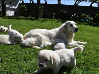 Golden Retriever perros en Ávila - Anuncio 15