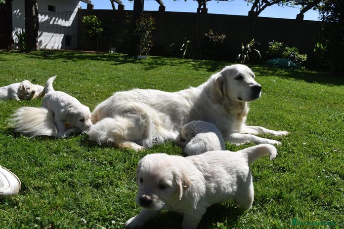 Golden Retriever perros en Ávila - Anuncio 18