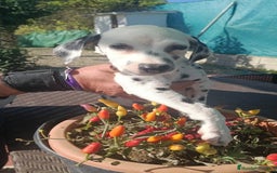 Dálmata perros en venta: Dalmata  - Anuncio 2