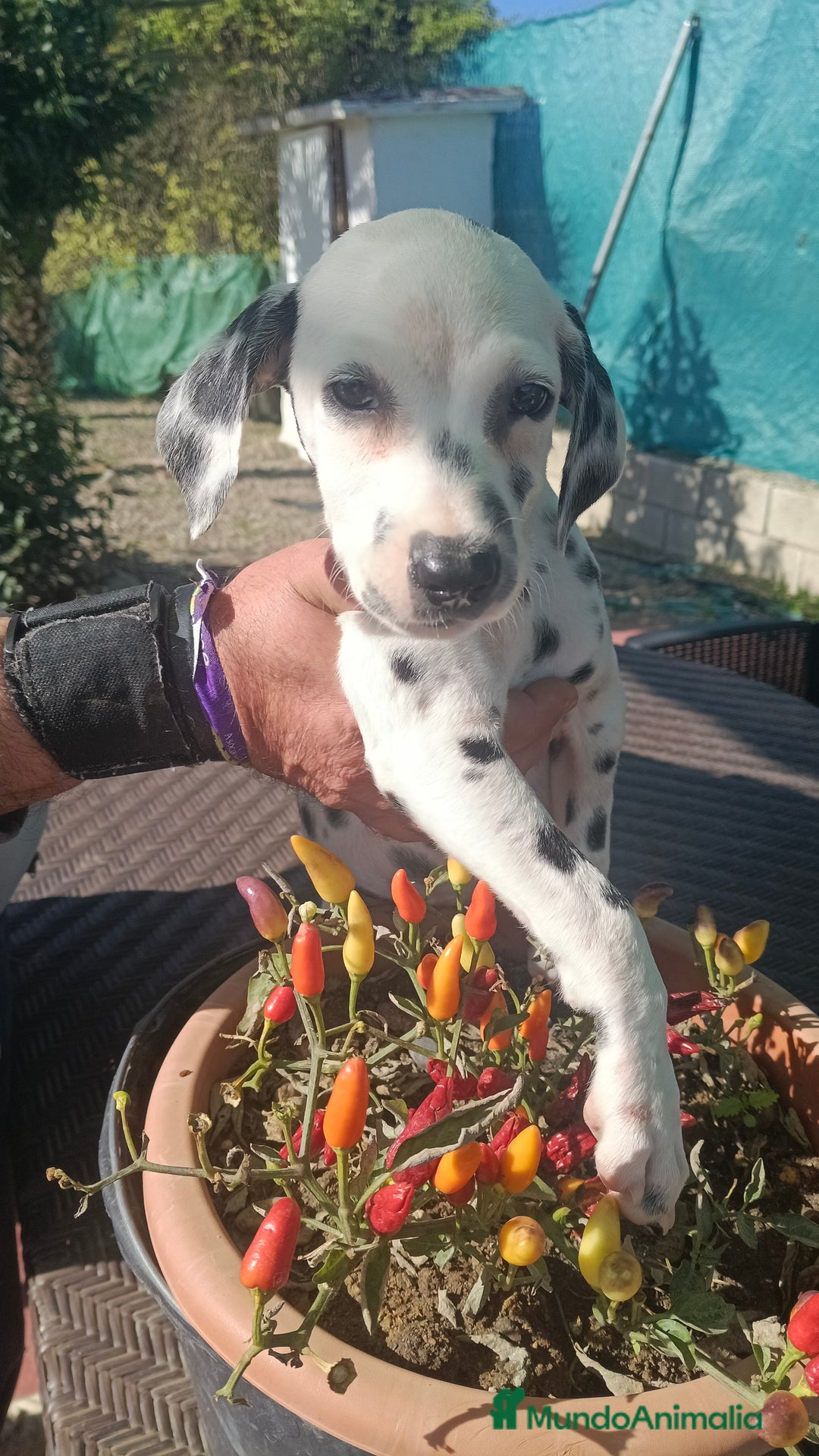 Dálmata perros en venta: Dalmata  - Anuncio 2