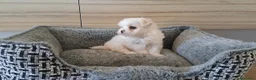 Bichón Maltés perros en venta: Cachorrita Bichon Maltes Toy  - Anuncio 2