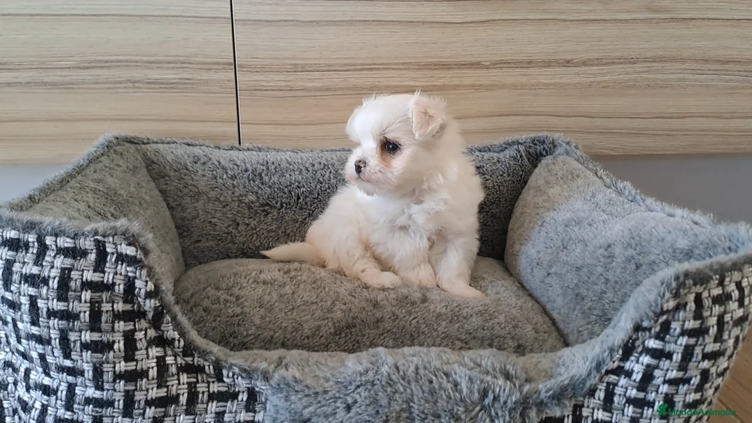 Bichón Maltés perros en venta: Cachorrita Bichon Maltes Toy  - Anuncio 2