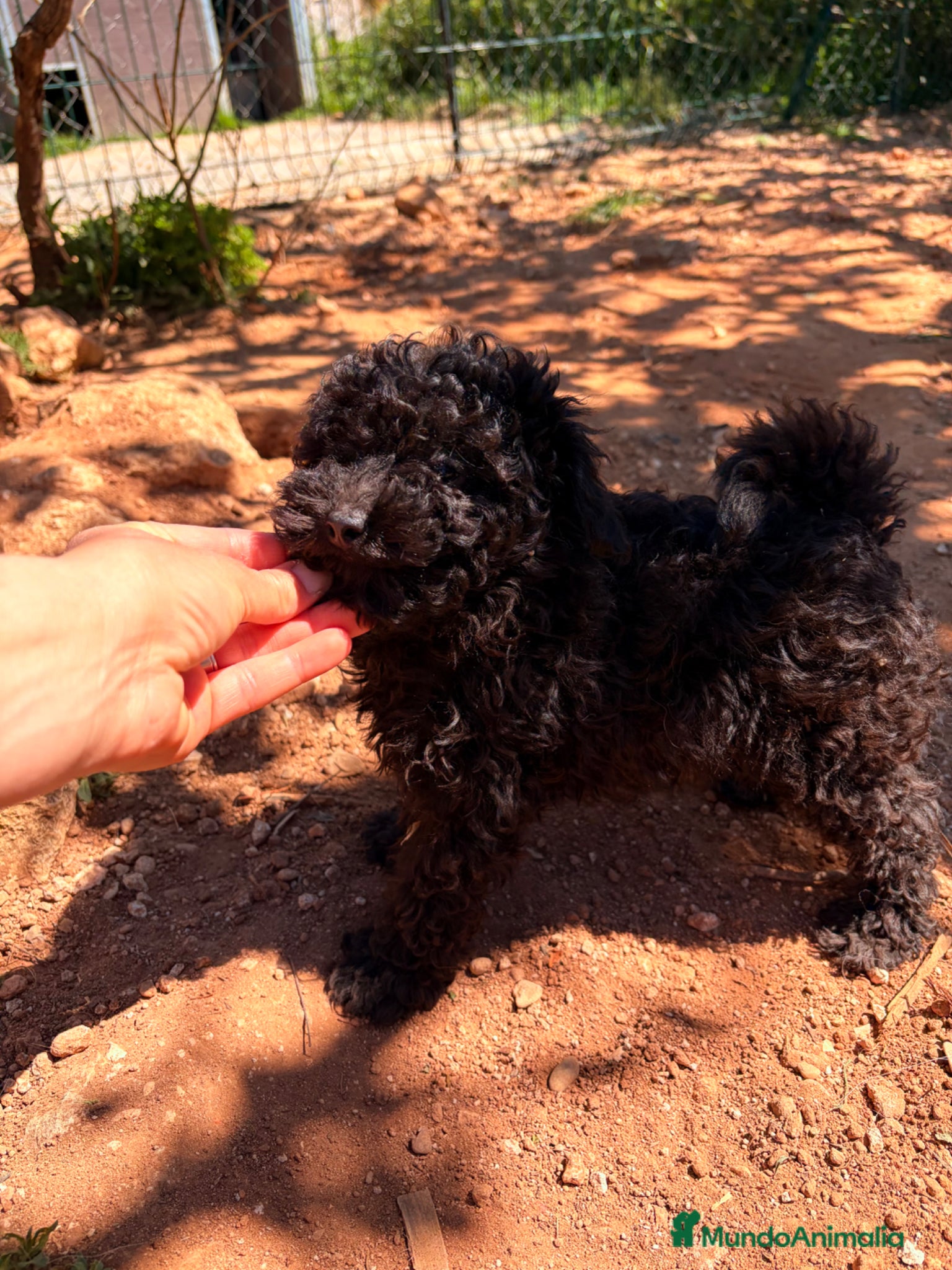 Caniche Toy perros Caniche toy negro  - Anuncio 1