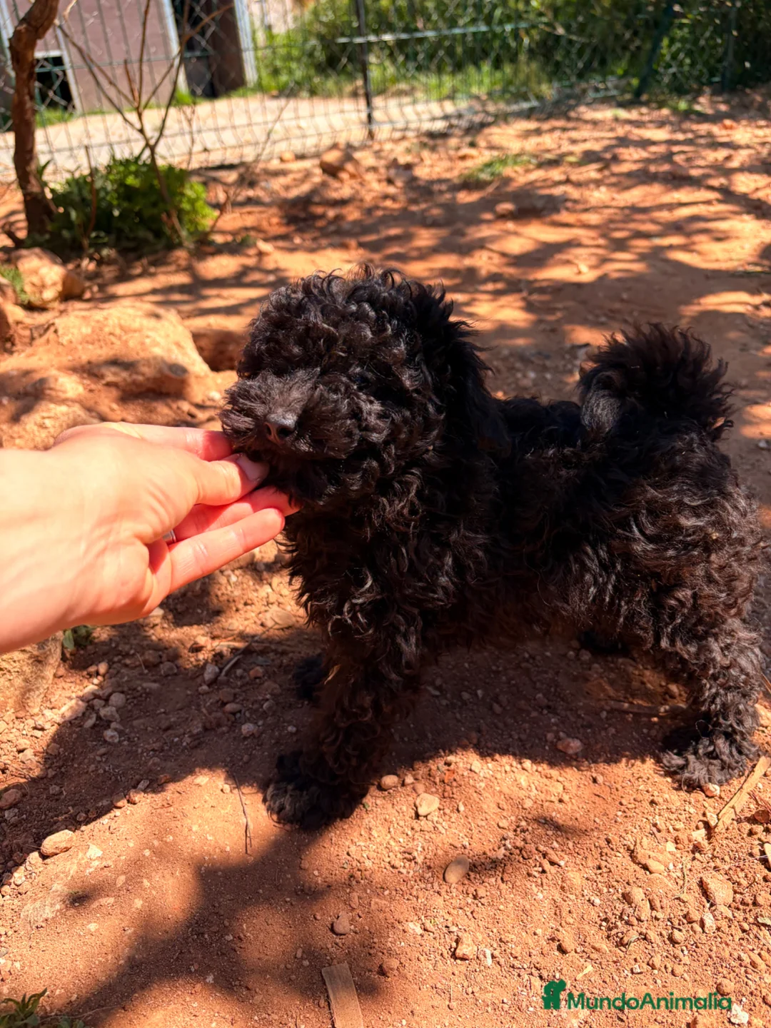 Caniche Toy perros en venta: Caniche toy negro  - Anuncio 1