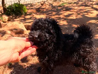 Caniche Toy perros Caniche toy negro - Anuncio 1