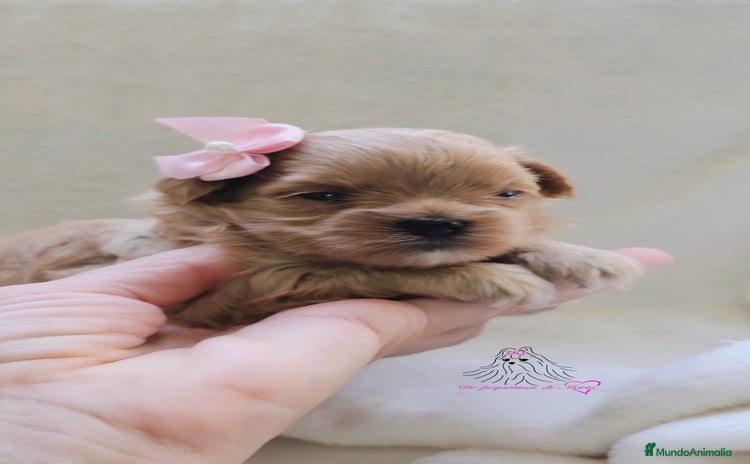 Maltipoo perros - Anuncio 2