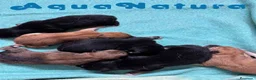 Shiba Inu perros en venta: Camada Shiba Inu de Mar y Silvio AQUANATURA - Anuncio 4
