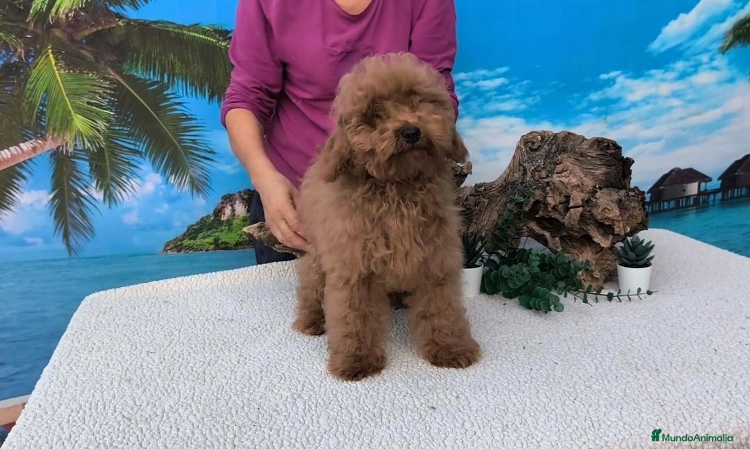 Caniche Toy perros Caniches toy - Anuncio 22