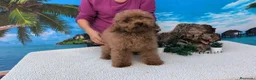 Caniche Toy perros en venta: Caniches toy - Anuncio 1