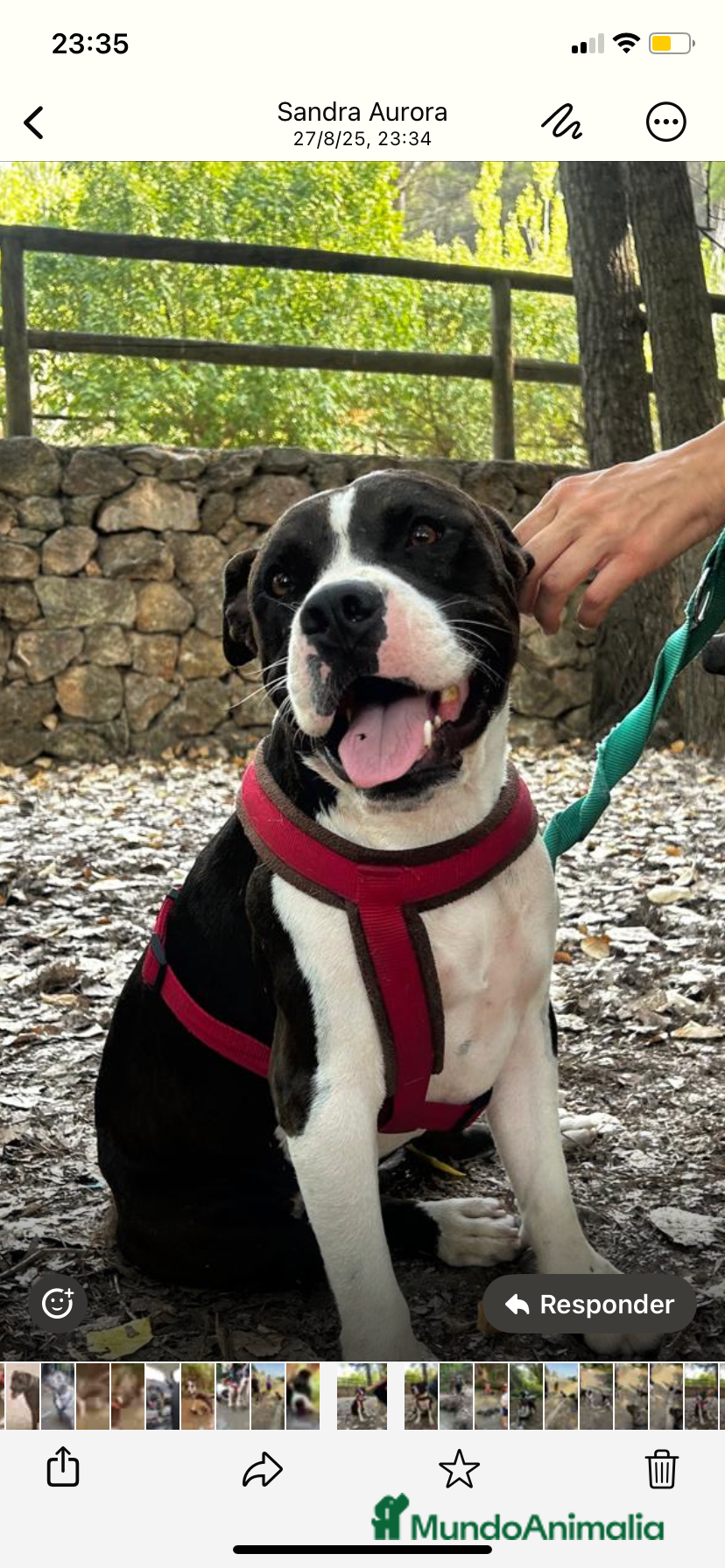 American Bully perros JORDI ❤️ en adopción  - Anuncio 2