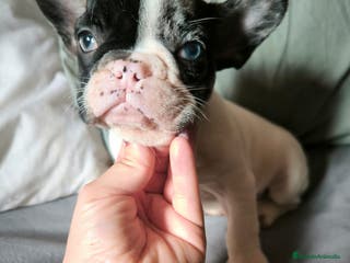 Bulldog Francés perros BULLDOG FRANCÉS MERLE en Madrid - Anuncio 18