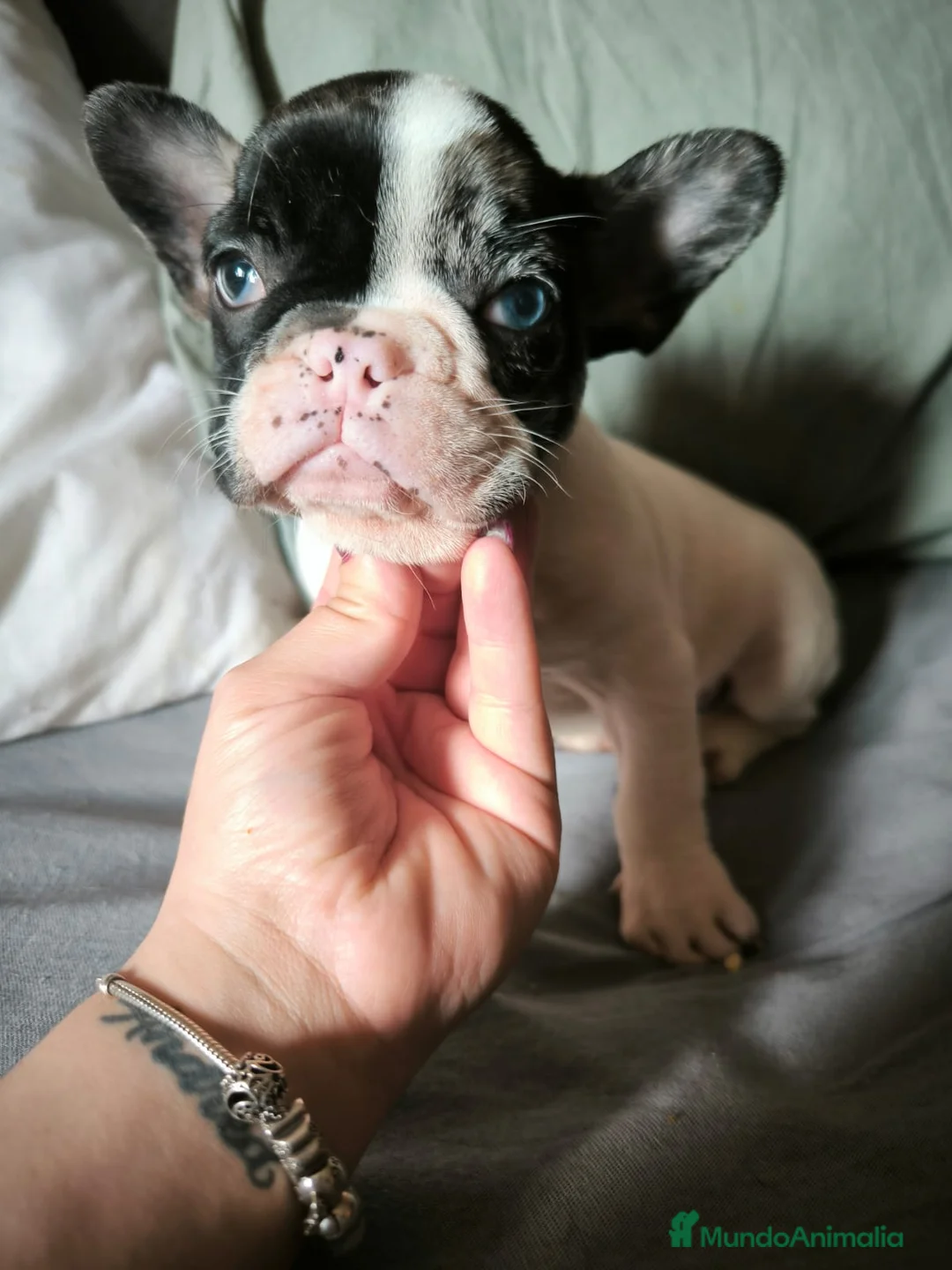 Bulldog Francés perros en venta: BULLDOG FRANCÉS MERLE en Madrid - Anuncio 1