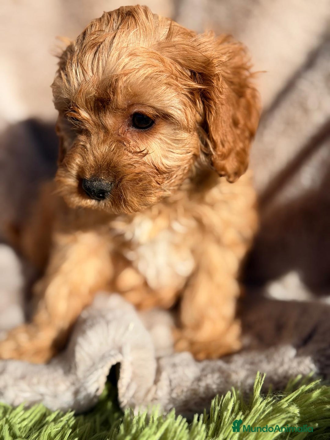 Cavapoo perros en venta: CAVAPOO  - Anuncio 4