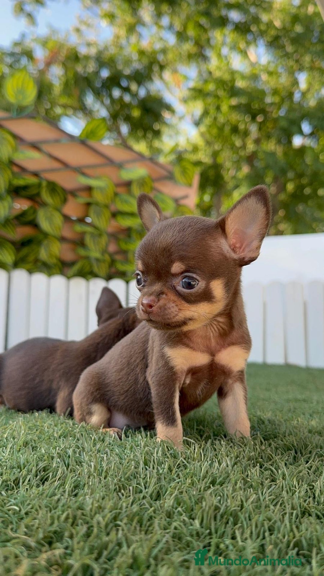 Chihuahua perros en venta: CHIHUAHUA MACHO - Imagen 17
