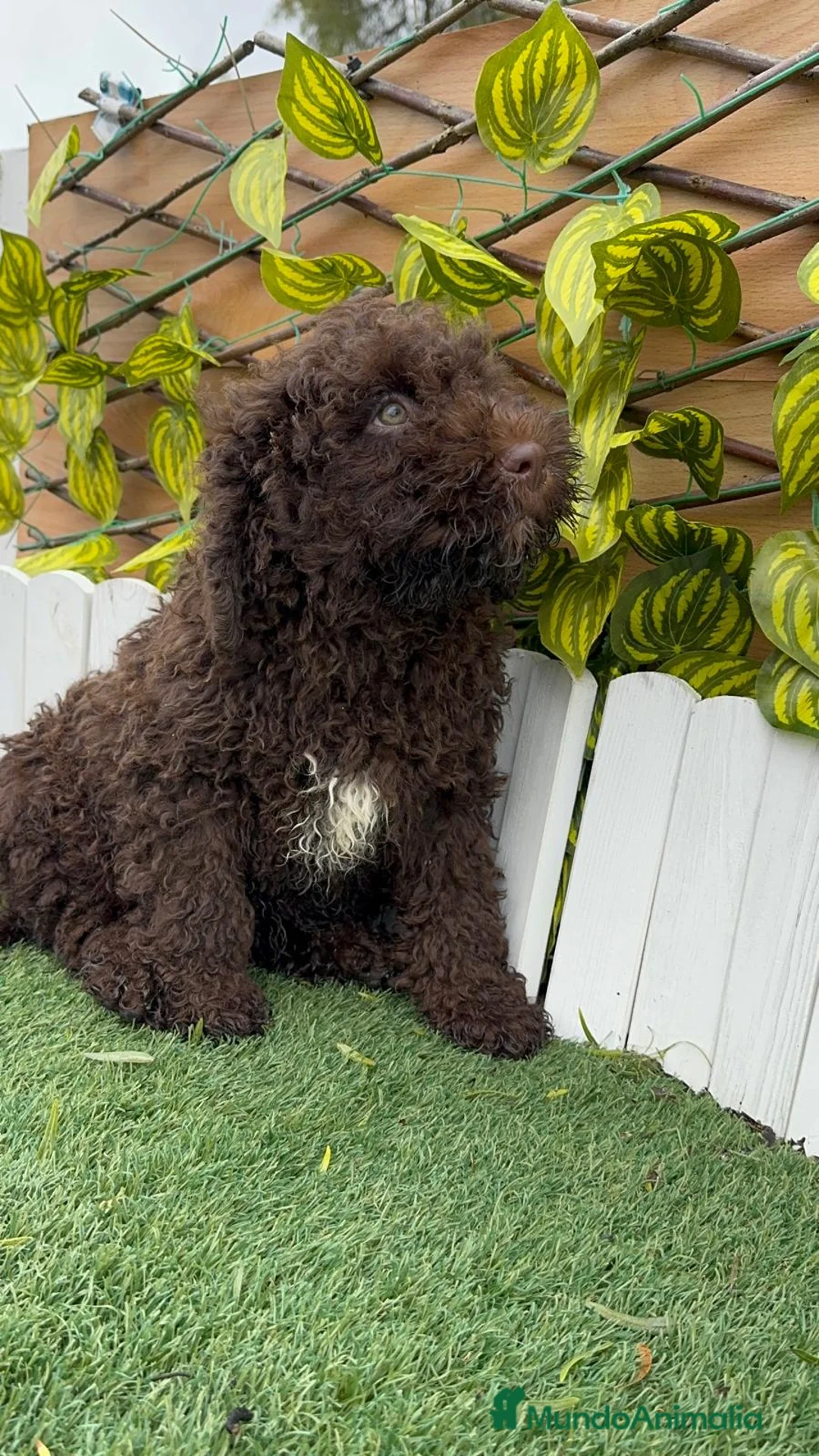 Perro de Agua Español perros en venta: PERRO DE AGUA MACHO - Anuncio 9