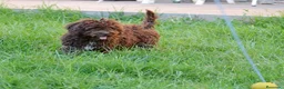 Perro de Agua Español perros en venta: CAMADA DE PERRO DE AGUA  - Anuncio 11