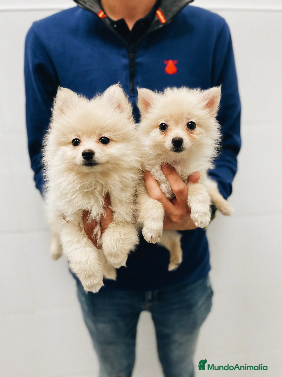Pomerania perros en venta: Cachorros Pomerania 700€ PRECIO REAL - Anuncio 3