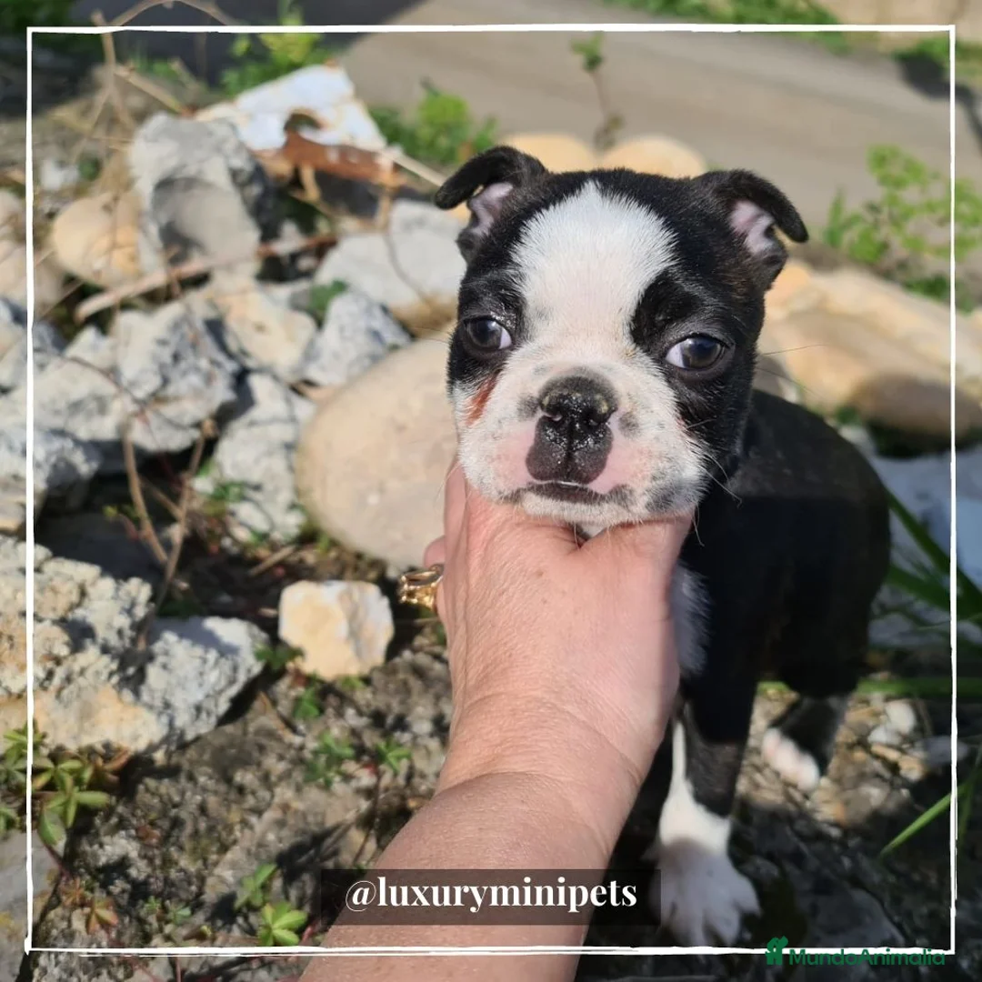 Boston Terrier perros en venta: Camada de adorables Boston Teriier en Madrid - Anuncio 2