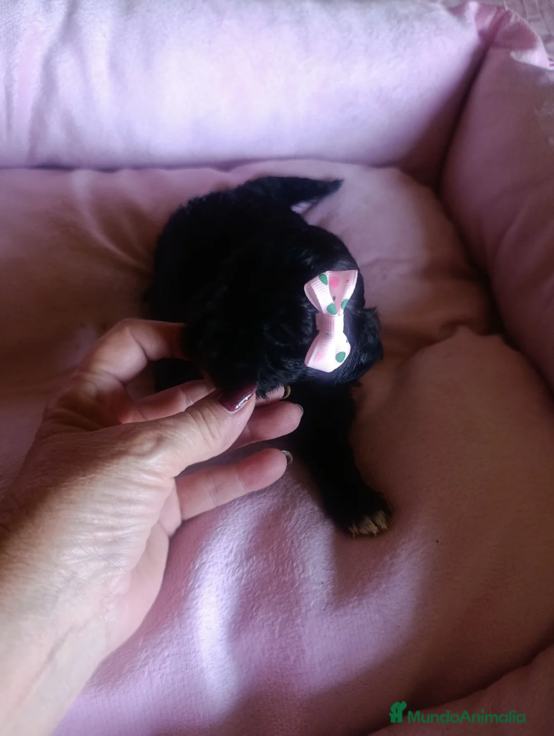 Maltipoo perros en venta: MALTIPOO MACHO NEGRO EXCLUSIVO - Anuncio 2